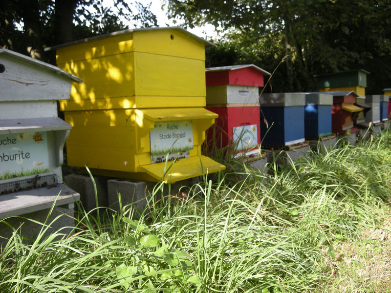 La ruche Stode Bopied